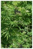 Sambucus ebulus