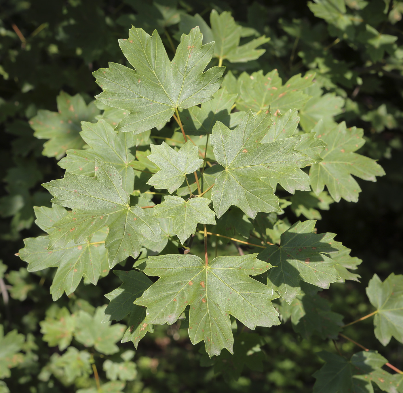 Image of Acer saccharum specimen.