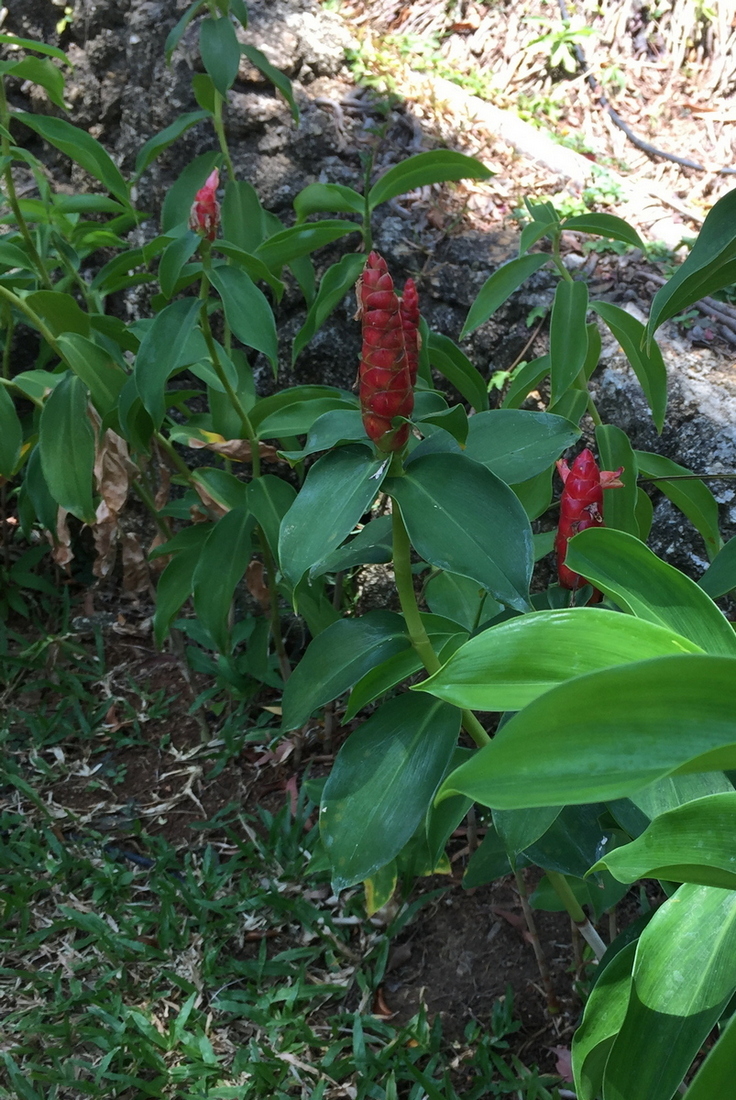 Image of Costus woodsonii specimen.