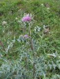 Cirsium balkharicum