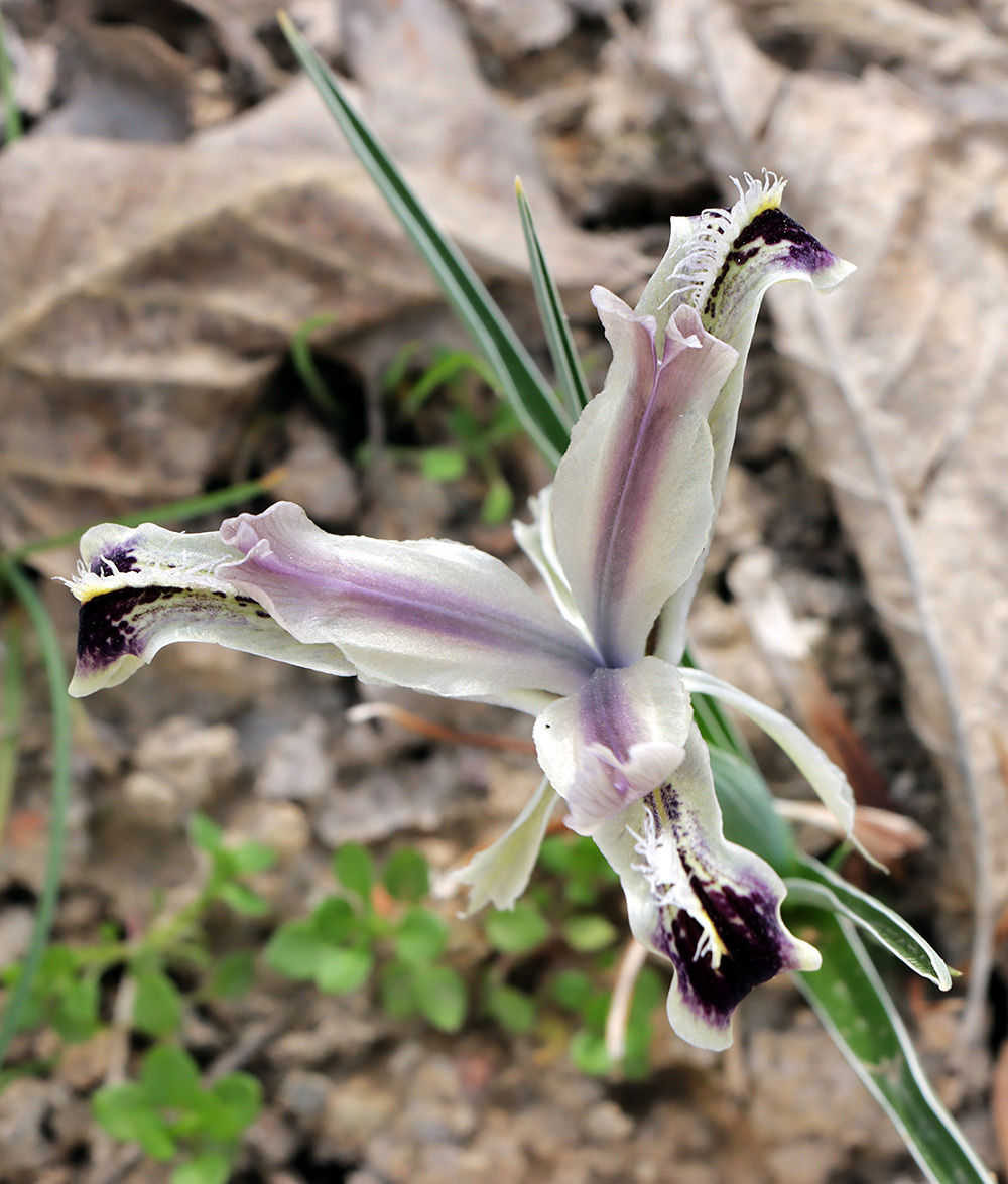 Изображение особи Juno narynensis.