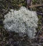 genus Cladonia. Талломы. Пермский край, г. Пермь, Кировский р-н, бывший полигон промышленных и бытовых отходов, на почве. 15.09.2021.