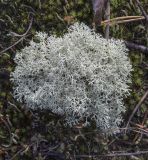 род Cladonia