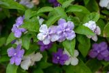 Brunfelsia pauciflora