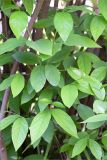 Calycanthus floridus