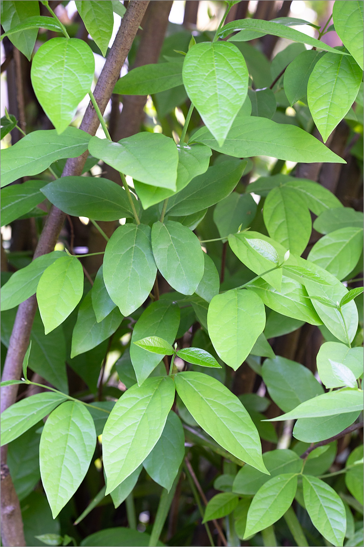 Image of Calycanthus floridus specimen.