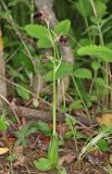 Ophrys mammosa