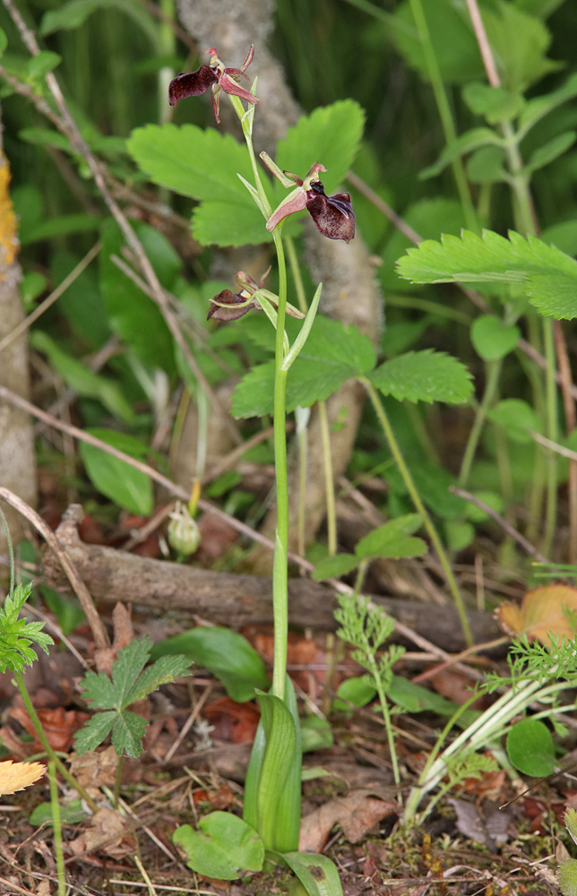 Изображение особи Ophrys mammosa.