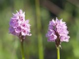 Neotinea tridentata. Соцветия. Краснодарский край, Крымский р-н, окр. станицы Неберджаевская, ур. Темрючки, заброшенный мергелевый карьер, на отвале грунта. 14.05.2022.