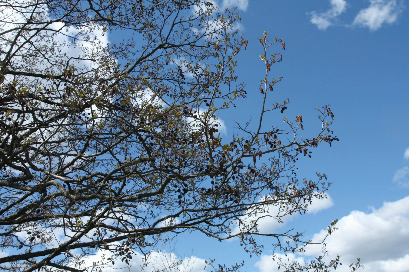 Изображение особи Alnus glutinosa.