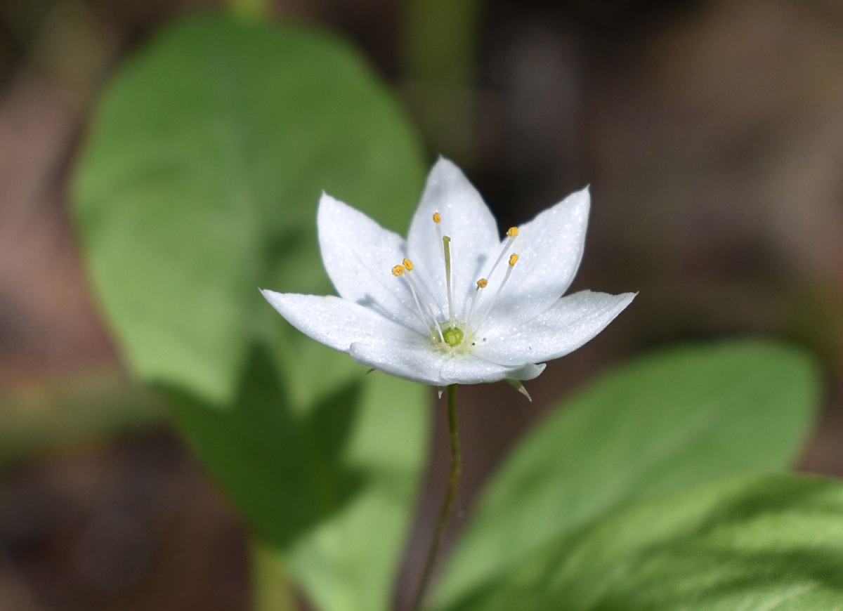 Изображение особи Trientalis europaea.