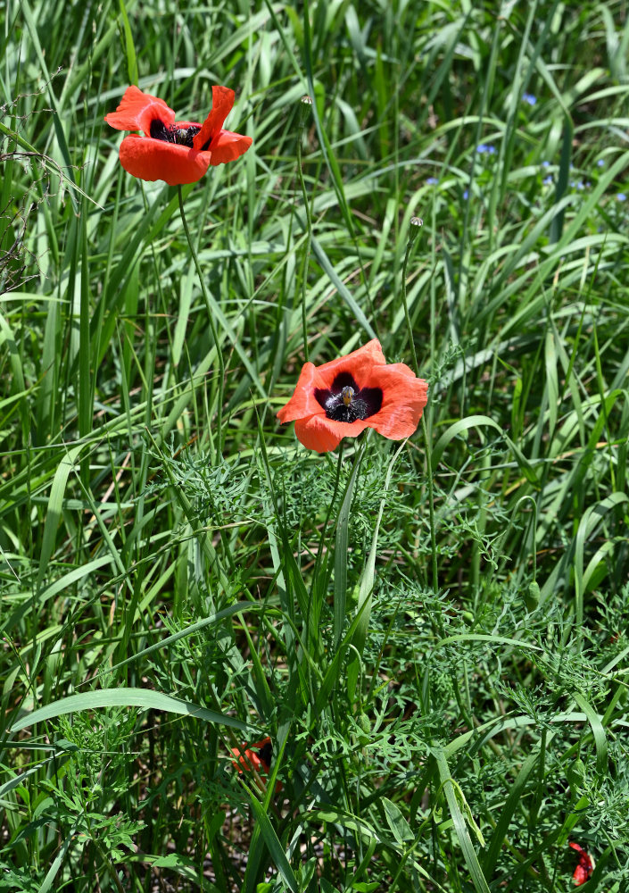 Изображение особи род Papaver.