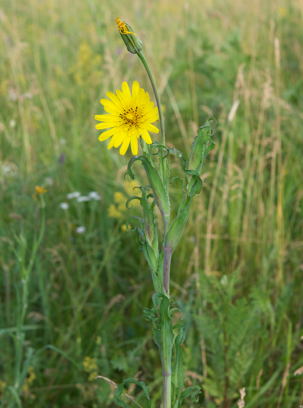 Изображение особи Tragopogon pratensis.