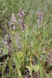 Dactylorhiza iberica. Цветущие растения. Горный Крым, Главная гряда, ручей Суат, влажная луговина. 15.07.2022.