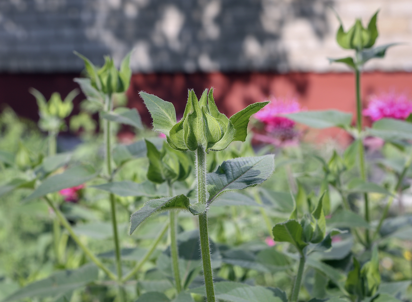 Изображение особи Monarda didyma.