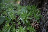 genus Saxifraga. Вегетирующее растение. Республика Ингушетия, Джейрахский р-н, окр. ур. Исмаил-Ков, на тропе, проходящей через остепненный луг, под единственной сосной. 21 июня 2022 г.