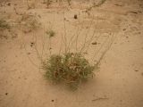 Limonium suffruticosum. Растение в песчаной пустыне. Казахстан, Кызылординская область, Казалинский район. 17 июля 2010 г.