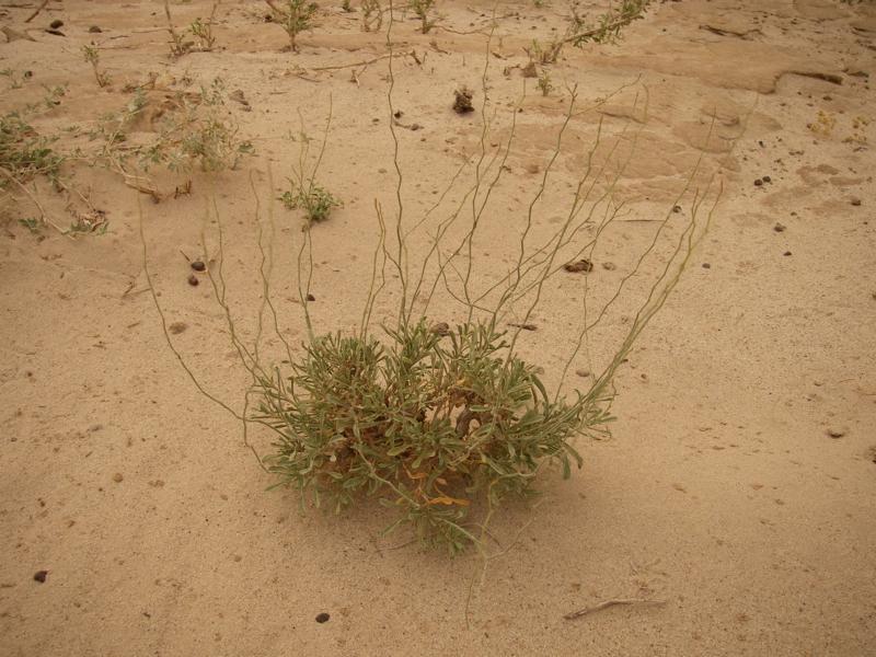 Image of Limonium suffruticosum specimen.