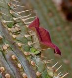 Hoodia gordonii