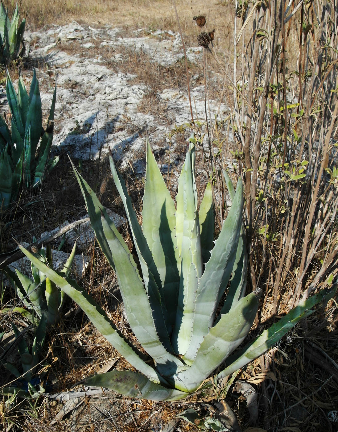 Image of genus Agave specimen.