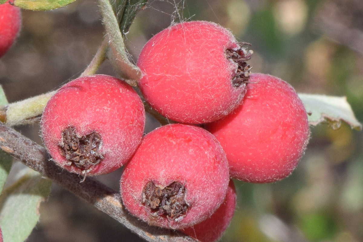 Изображение особи Cotoneaster soongoricus.