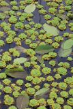 Pistia stratiotes