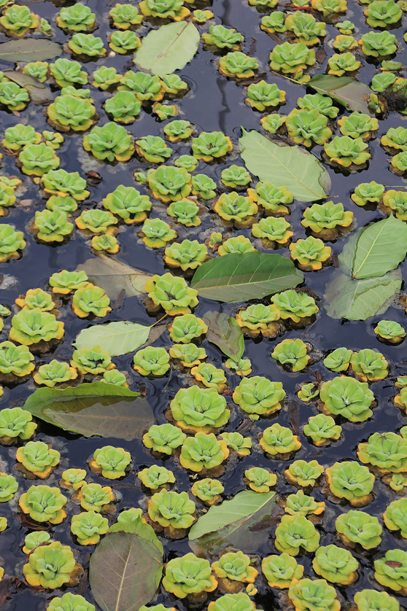 Image of Pistia stratiotes specimen.