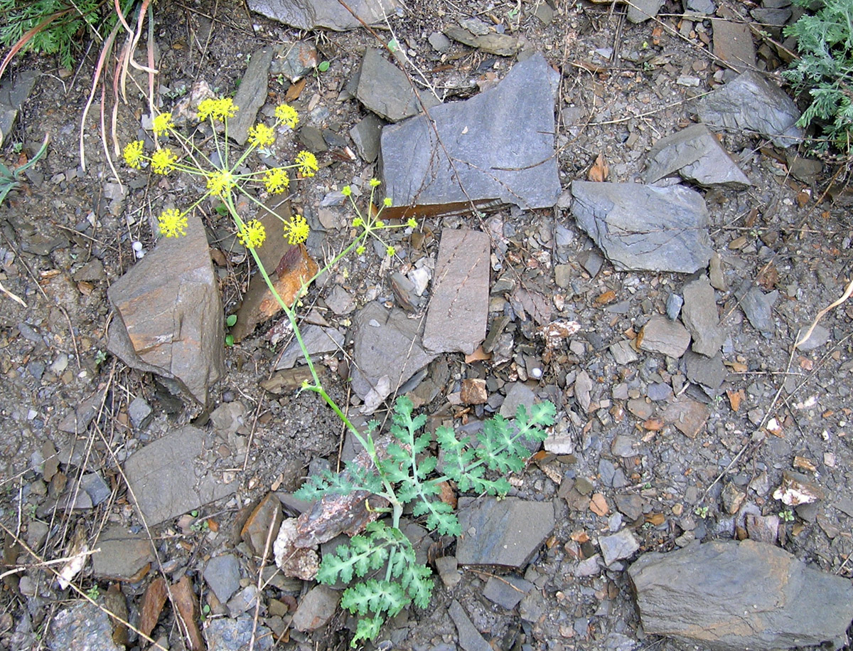 Image of Fergania polyantha specimen.