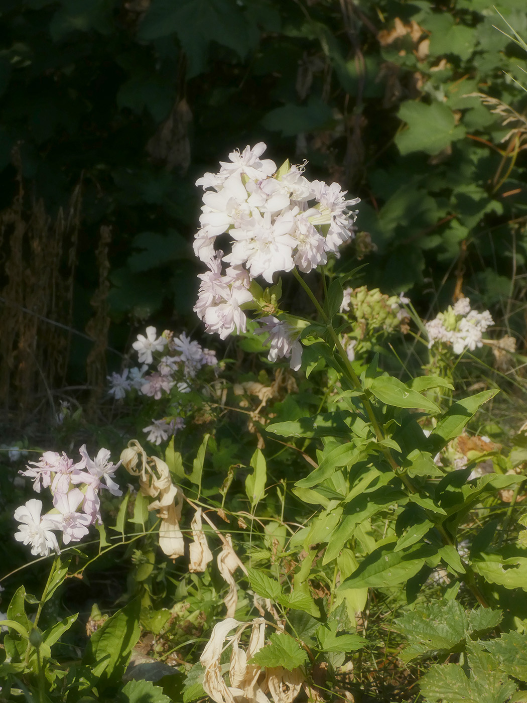 Image of Saponaria officinalis f. pleniflora specimen.