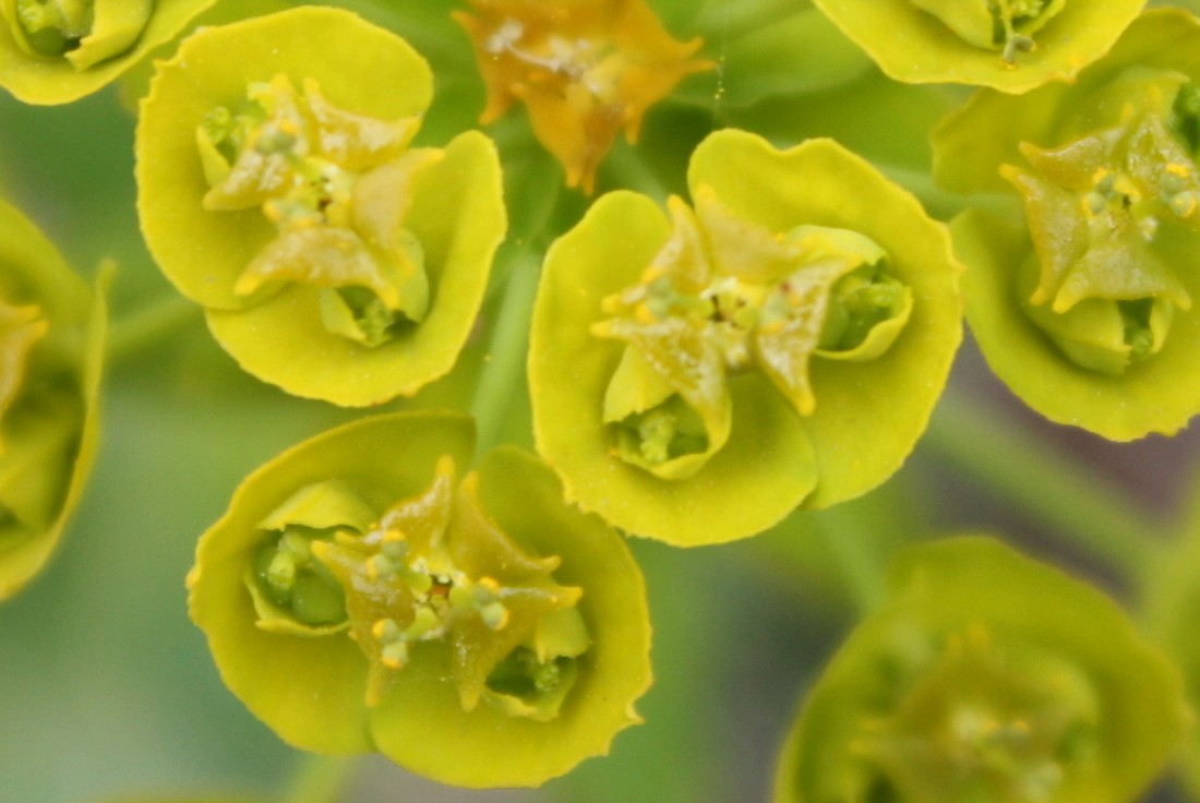 Image of Euphorbia agraria specimen.