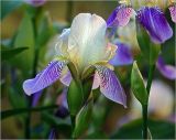 Iris &times; hybrida