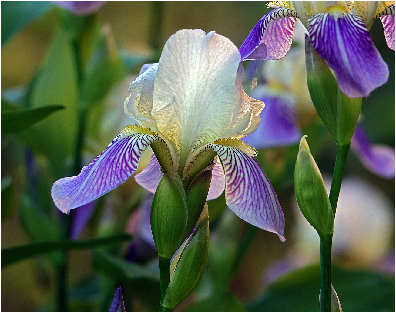 Image of Iris &times; hybrida specimen.