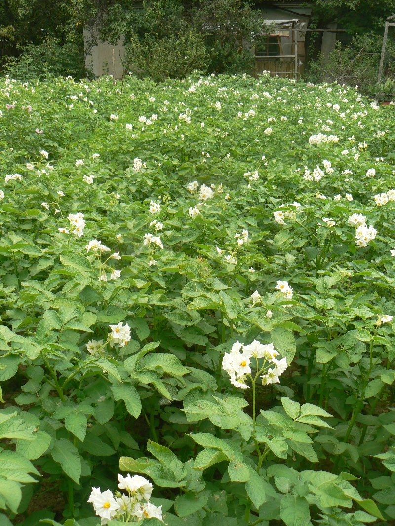 Изображение особи Solanum tuberosum.