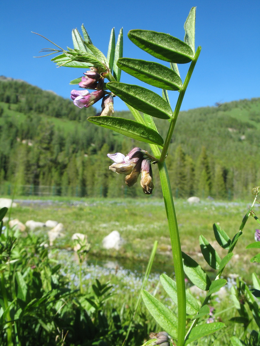 Image of Vicia sepium specimen.