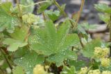 genus Alchemilla