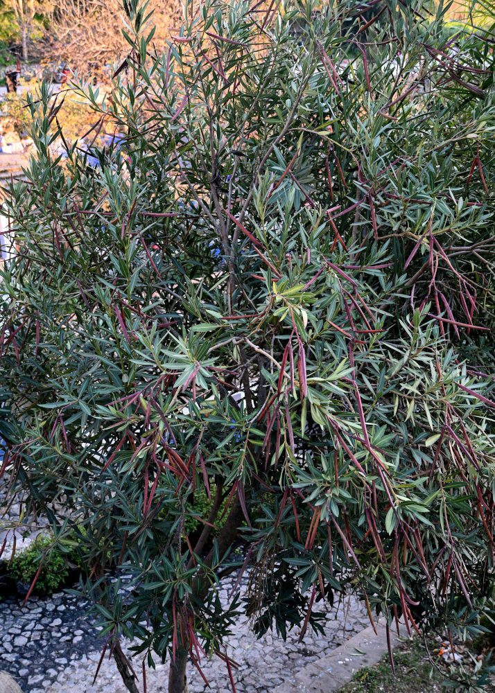 Image of Nerium oleander specimen.