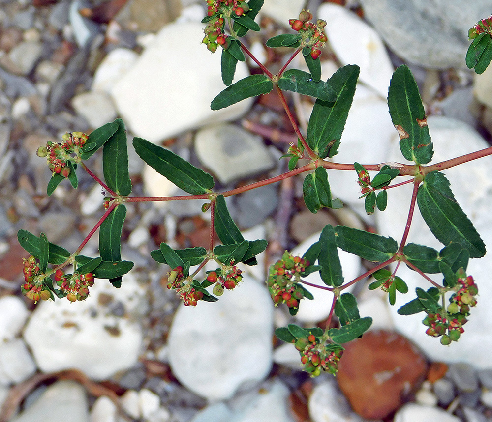 Изображение особи Euphorbia nutans.