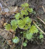 Urtica dioica. Молодые побеги. Пермский край, Оханский р-н, Тулумбаихинское сельское поселение, Кунчурихинский бор, смешанный лес. 01.05.2022.