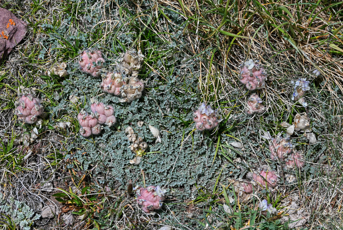 Image of Astragalus nivalis specimen.