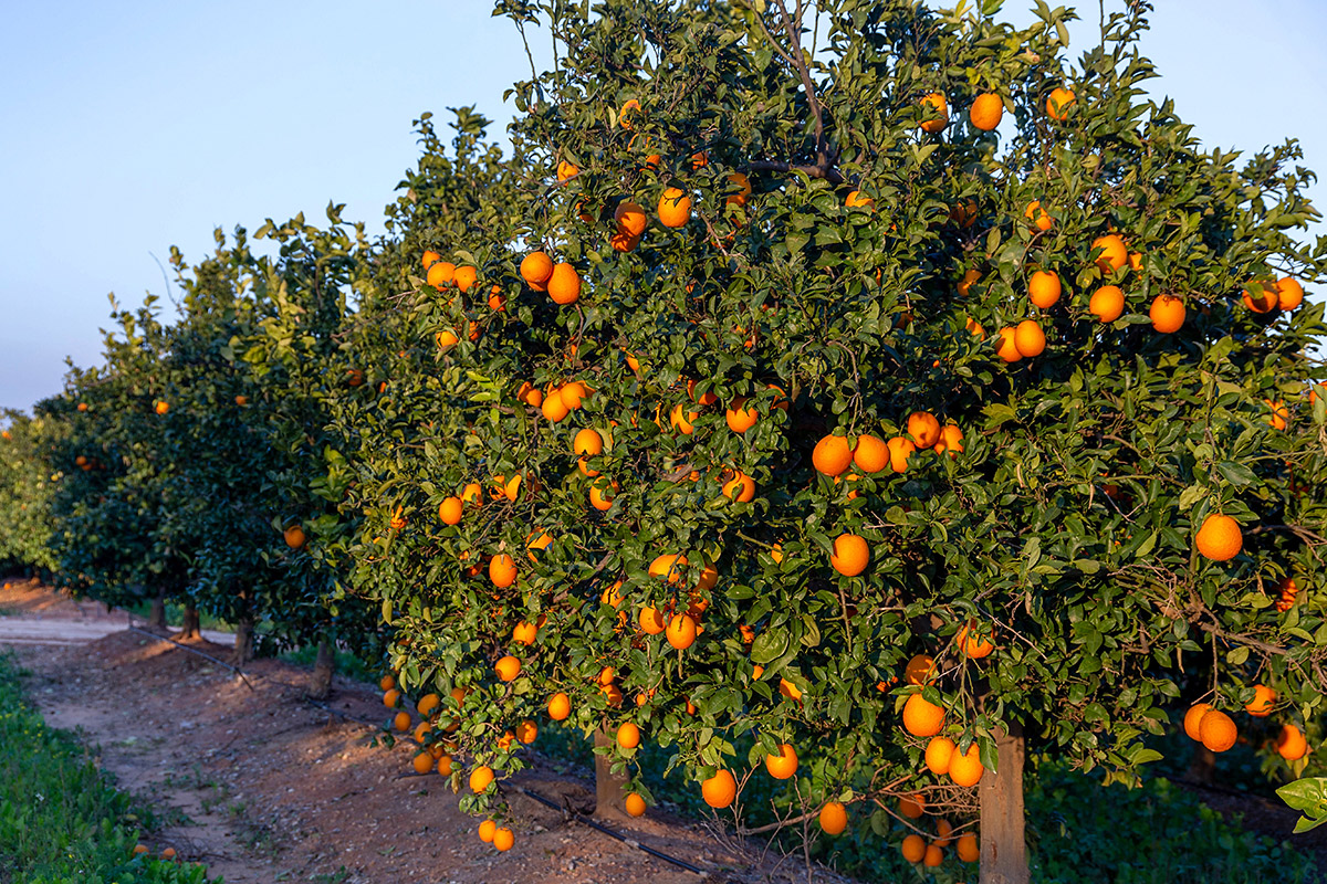 Изображение особи Citrus sinensis.