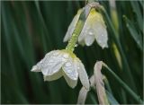 genus Narcissus