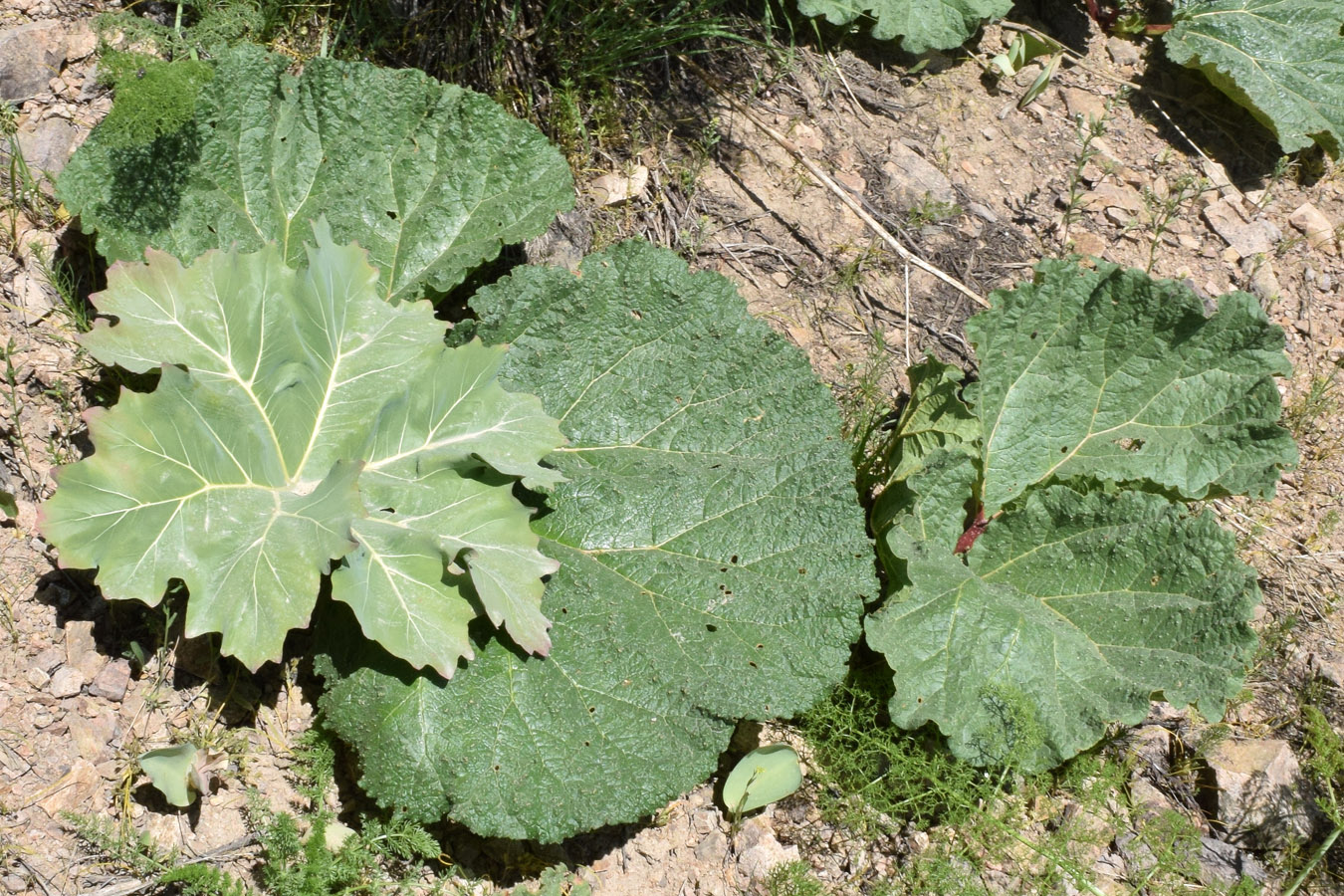 Image of Megacarpaea orbiculata specimen.