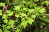 Ribes komarovii