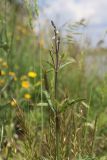 Verbena officinalis