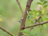 genus Rosa. Часть стебля с шипами. Краснодарский край, Крымский р-н, окр. станицы Неберджаевская, гора Вышка, 340 м н.у.м., разнотравный луг на вершине горы с отдельно стоящими деревьями и кустами. 09.06.2023.