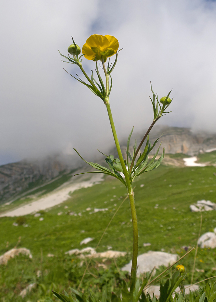 Image of Ranunculus raddeanus specimen.