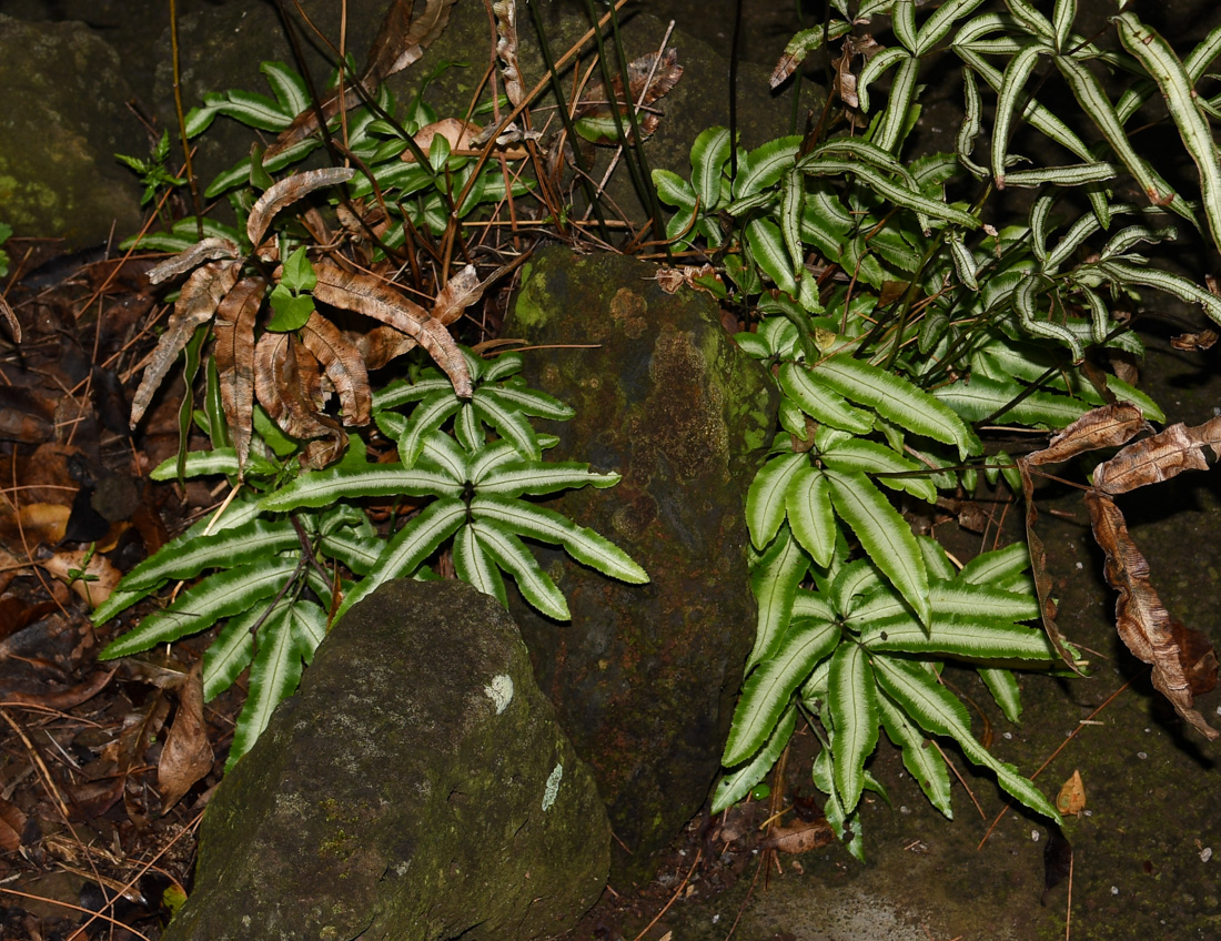 Image of Pteris cretica specimen.