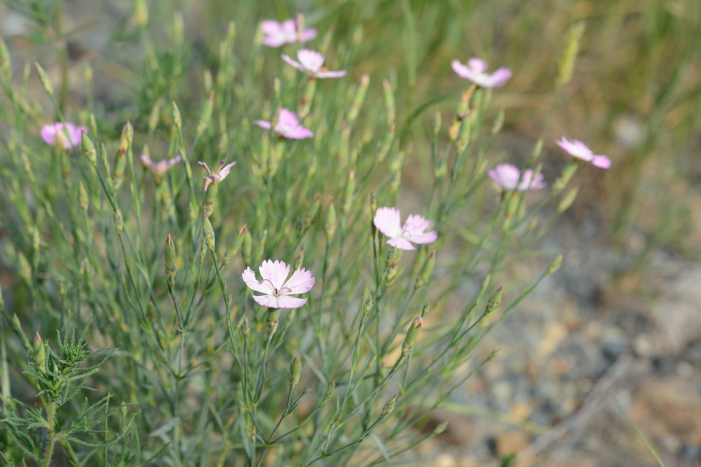 Изображение особи род Dianthus.