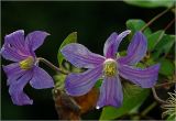 Clematis &times; jackmanii