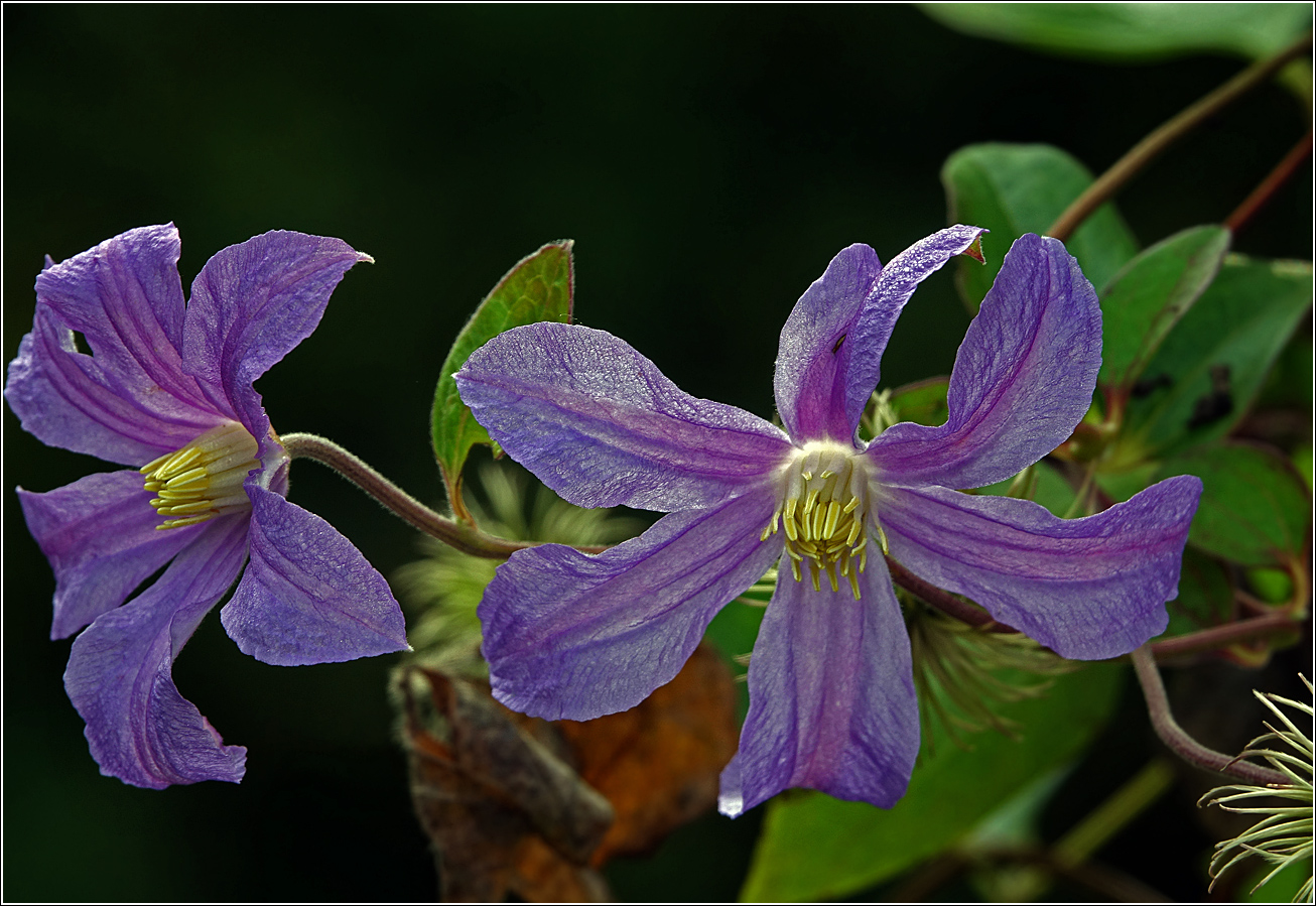 Image of Clematis &times; jackmanii specimen.